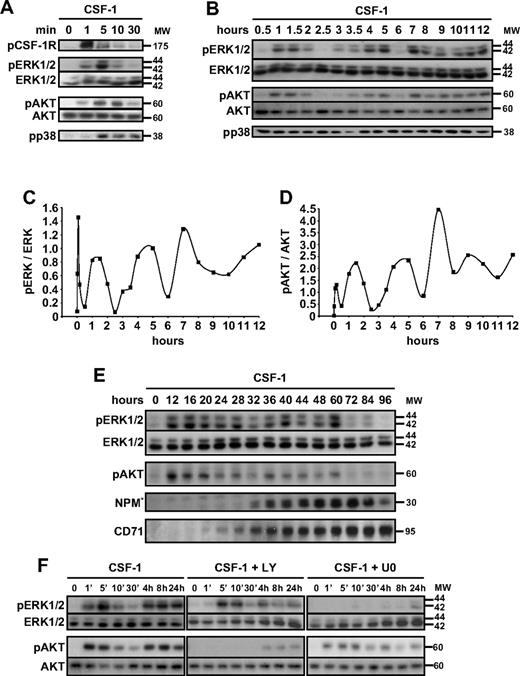 Figure 2. CSF-1 generates oscillatory activation of AKT and ERK1/2. (A-E) Human monocytes were exposed for indicated times to 100 ng/mL CSF-1 before immunoblot analysis of indicated proteins, with p indicating phosphorylated proteins. One representative of 5 independent experiments is shown. (C-D) Ratio of phosphorylated ERK1/2 and phosphorylated AKT, respectively, to the corresponding total protein level measured by analysis of the blots with ImageJ software. (F) Monocytes were exposed to CSF-1 in the absence (left) or presence of U0 (U0126, 10 μmol/L, right), or LY (LY294002, 10 μmol/L, middle) added to the culture medium 30 minutes before CSF-1, and the expression of indicated proteins was analyzed by immunoblot at indicated time points. Molecular weight (MW) is given in kilodaltons. *Cleavage fragments.