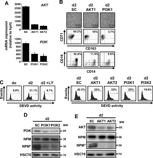 Figure 4. PI3K and AKT down-regulation prevents CSF-1–mediated caspase activation. (A) Monocytes were transfected with siRNA targeting Luciferase (SC) or AKT (AKT1 or AKT2) or the p85 subunit of PI3K (PI3K1 or PI3K2) 2 days before real-time qPCR analysis of the corresponding mRNAs (mean ± SD of 3 independent experiments). (B) Monocytes were exposed for 2 days to CSF-1 after indicated siRNA transfection. Macrophage differentiation was examined morphologically (fibroblastic-like shape) and by 2-color flow cytometric analysis. Percentages indicate cells that express both CD71 and CD163 or both CD14 and CD16. Similar results were obtained with the 2 siRNAs targeting indicated genes. (C) FAM-DEVD cleavage activity was studied by flow cytometry in monocytes treated for 2 days with CSF-1 in the absence or presence of 10 μmol/L LY added 30 minutes before CSF-1 or in cells transfected at day 0 with siRNA targeting AKT (AKT1 and AKT2) or p85 PI3K subunit (PI3K1 and PI3K2). Numbers: percentages of cells with DEVD activity. One representative of at least 3 independent experiments is shown. (D-E) Expression of p85 PI3K subunit, NPM, and its cleavage fragment (NPM*) in cells transfected with indicated siRNA and treated for 2 days with CSF-1 as above. HSC70 indicates loading control. Molecular weight (MW) is in kilodaltons. In panel D, vertical line indicates repositioned gel lanes caused by the removal of an inefficient control.