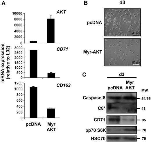 Figure 5. A constitutively activated AKT inhibits macrophage differentiation. Monocytes were transfected with an empty vector (pcDNA) or the vector encoding a constitutively active mutant of AKT (Myr-AKT). Cells were then treated for 3 days with CSF-1 before qPCR analysis of indicated gene expression (mean ± SD of triplicates; A), morphologic examination of cells (B), and immunoblot analysis of indicated proteins (C). Molecular weight (MW) stated as kilodaltons. *Cleavage fragment. pp70 S6K is used as a marker of AKT activity.