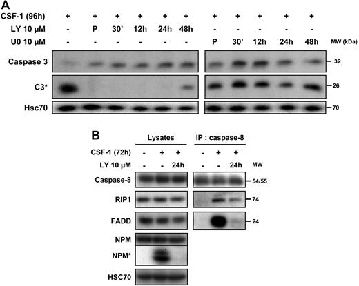 Figure 6. CSF-1–mediated caspase-8 interaction with FADD and RIP1 depends on PI3K. (A) Monocytes were exposed for 4 days in the absence or presence of Y294002 (LY, 10 μmol/L) or U0126 (U0, 10 μmol/L) added either 30 minutes before CSF-1 (P) and at indicated times after the beginning of CSF-1 treatment and the expression of procaspase-3 and caspase-3 cleavage (C3*) was analyzed by immunoblot. HSC70 indicates loading control. (B) Monocytes were analyzed before any treatment or after exposure to CSF-1 for 72 hours in the presence or absence of LY (10 μmol/L) added 24 hours after the beginning of CSF-1 treatment. Cell lysates were used for immunoblotting before (lysates) or after (IP: caspase 8) immunoprecipitation with an anti–caspase-8 antibody. Molecular weight (MW) is given in kilodaltons. One representative of 3 independent experiments is shown.