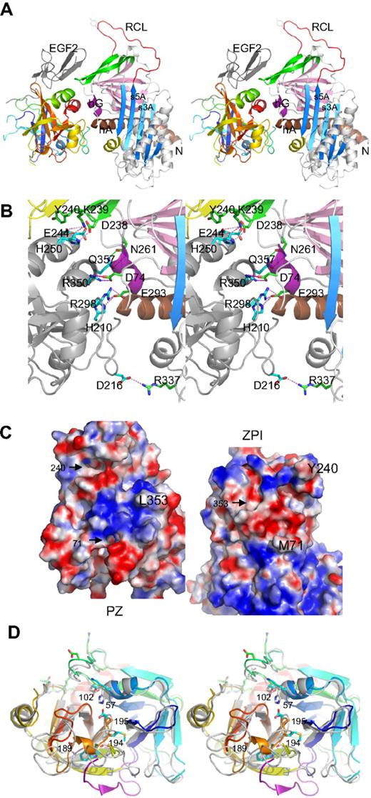 Figure 1. Structure of PZ/ZPI complex. (A) Stereo view of PZ/ZPI complex. ZPI has a typical serpin fold with 3 main β-sheets: A (light blue), B (magenta), and C (green), and a fully exposed reactive loop (red). The protease domain of PZ is colored in rainbow from N (blue) to C terminus (red), and EGF2 domain is in dark gray. The P1 residue Y387 is shown in sticks. (B) Stereo view of the PZ/ZPI-binding interface. The PZ-binding site on ZPI is centered around hG (purple) and the C terminus of hA (brown). The salt bridges are shown in magenta dashes, and hydrogen bonds in green dashes. (C) The open-up view of the PZ/ZPI interface showing the complementary electrostatic surfaces of PZ (left) and ZPI (right) with positive charges in blue and negatives in red. In addition, the hydrophobic residues (Y240 and M71 of ZPI, and L353 of PZ) dock into corresponding surface cavities (black arrows). Other residues, such as L102, P103, M211, and K245 of PZ and L289, K284, and A290 of ZPI, also make significant hydrophobic interactions in the interface. (D) Stereo view of the overlaid structures of PZ (colored in rainbow) and FXa (PDB 2UWP, in gray). Ser195, Asp194, His57, and D189 of FXa are replaced (PZ numbering in brackets) by Asp313, Met312, Lys178, and Ala307 in PZ, respectively. The S1 pocket of PZ is filled by a 310 helix formed by residues 189-192 (307-310), a bulky Trp at 193 (311), and Q216 (334), and the activation peptide of FXa is in purple. In comparison with FXa, PZ lacks the disulfide bond of 191-220 around the S1 pocket and the disulfide bond22–27 linking the activation peptide of FXa, but has an extra disulfide bridge linking EGF2 to the protease domain (data not shown).