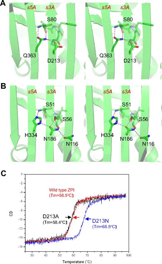 Figure 2. The unusual shutter region of ZPI. ZPI has a negatively charged D213 buried in the hydrophobic shutter region, where it forms only 1 hydrogen bond with neighboring Q363 (A). Antitrypsin has a different hydrogen-bonding network around the shutter region. This position is occupied by a conserved Asn186, which forms 4-hydrogen bonds with neighboring residues (B). The labeled residues are shown in sticks with carbon atoms in green, nitrogen in blue, and oxygen in red. Replacement of D213 of ZPI with Asn increased the Tm of ZPI by more than 10°C, as measured by circular dichroism (C), whereas D213A mutant has the same Tm as that of wild-type ZPI.