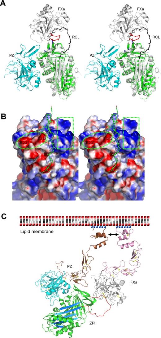 Figure 3. Protease inhibition mechanism of ZPI mediated by PZ. (A) PZ/ZPI complex overlaid with antithrombin/FXa (S195A) Michaelis complex (PDB 2GD4) using the serpin fold. For clarity, the reactive center loop of ZPI (green) was removed. The reactive center loop of antithrombin is shown in black. The 3 acidic residues (E313, E231, and D233) near the FXa docking site are shown in sticks (blue), and the autolysis loop (143-154) of FXa is in red. (B) The electrostatic surface on the top of of ZPI shows a negatively charged surface on the left (circled), formed by D233, E231, and E313, and a positive patch on the right (in rectangle), formed by residues K253, K260, H265, K308, and R310 of ZPI. The autolysis loop of FXa or FXIa most likely binds to the negative patch (left), whereas the 36 loop will interact with the positive charges. The reactive center loop is shown in lines. Although it has been indicated previously that substitution of glutamates of the 36 loop with glutamines has little effect on ZPI/FXa interaction, we speculate these mutations will only weaken, but not abolish these exosite interactions. Because the reactive loop of ZPI is 4 residues shorter than that of antithrombin, it is expected that FXa will dock onto ZPI in a slightly different orientation to that in antithrombin-FXa complex, which would allow potential interactions between the 36 loop of FXa and the positive surface on the top of ZPI. (C) Model of the ternary complex of PZ/ZPI/FXa on the phospholipid membrane surface. The relative positions of Gla, EGF1, EGF2, and protease domain of FXa were modeled using the coordinates of full-length FIXa (PDB 1PFX).41 Full-length PZ was modeled similarly, but the Gla domain (brown) was rotated approximately 180° along the flexible linker between EGF1 and Gla domains, which allows its interactions (indicated by arrows) with the Gla domain of FXa on the membrane surface, as suggested.11,15 ZPI is colored in green with reactive loop in red and A-β-sheet in light blue. The N-terminal domains (Gla, EGF1, and EGF2) are in brown in PZ and in pink in FXa. Ca2+ is shown as blue dots. The head (phosphate) groups of phospholipids are shown as red dots, and the hydrophobic tails as black dashes. The disulfide bonds are shown in yellow sticks. In the ternary complex model, the EGF2 domain of PZ is in close proximity to the protease domain of FXa, but it is unclear whether they can form further stabilizing interactions within the complex.
