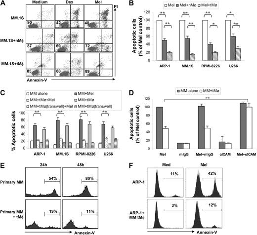 Figure 1. Macrophages protect myeloma cells from apoptosis. (A) Dot plots showing apoptotic myeloma (MM.1S) cells in cultures or cocultures with nMφs or TCCM-treated Mφs (tMφ) in the presence or absence of dexamethasone (Dex) or melphalan (Mel). Numbers inside dot plots indicate the percentages of live cells. (B) Apoptotic myeloma cells (percentage of melphalan control, which is 100% of apoptotic cells) in cocultures with either nMφs or tMφs in the presence of melphalan. Four commonly used myeloma cell lines, ARP-1, MM.1S, RPMI-8226, and U266, were tested. (C) Percentages of apoptotic myeloma cells in cocultures without or with tMφs either in direct contact (MM + tMφ) or separated by Transwell inserts (MM + tMφ, Transwell) in the presence of melphalan. Culture of myeloma cells in medium and coculture of myeloma cells with tMφs served as controls. (D) Effects of anti–ICAM-1 antibody on blocking tMφ-mediated myeloma apoptosis protection. Shown is the percentage of apoptotic myeloma ARP-1 cells pretreated with 10 μg/mL anti–ICAM-1 antibody or mouse IgG, in (co)cultures with tMφs in the presence of melphalan. Culture of myeloma cells in medium and coculture of myeloma cells with tMφs served as controls. Similar results were obtained with other myeloma cell lines. (E) Percentages of spontaneous apoptotic primary myeloma cells in culture medium only (primary MM) or in cocultures with tMφs (primary MM + tMφ) at 24 hours and 48 hours after isolation of the myeloma cells. Representative results from experiments with primary myeloma cells from one patient of 4 examined are shown. (F) Percentage of apoptotic myeloma ARP-1 cells in coculture with Mφs generated from MM patients in the presence of melphalan. Representative results from experiments with Mφs from 1 patient of 3 examined using this and other cell lines are shown. *P < .05; **P < .01.