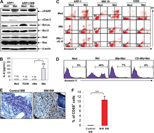 Figure 2. The mechanism of macrophage-mediated antiapoptosis in myeloma cells. (A) Western blot analysis showing the protein expression of cleaved PARP (cPARP), cleaved caspase-3 (cCas-3), Bcl-xL, Bcl-2, Bad, and Bax in ARP-1 myeloma cells cultured alone or cocultured with tMφs in the presence of melphalan (5 μM). The level of β-actin served as loading control. Results from 1 representative experiment of 3 performed with ARP-1 are shown. Similar results were obtained with other myeloma cell lines. (B) Levels of IL-6 in normal medium, TCCM, and in the supernatants of nMφs and tMφ, measured by enzyme-linked immunosorbent assay. (C) Dot plots showing apoptotic myeloma cells in culture medium (Med), in cocultures with tMφ, and in coculture with tMφs and IL-6–neutralizing antibody (αIL-6) in the presence or absence of melphalan (Mel). Numbers inside dot plots indicate the percentages of live cells. (D) Percentages of melphalan (Mel)–induced, annexin V–positive apoptotic myeloma (ARP-1) cells in culture medium only (Med) or in cocultures with untreated tMφs or with cytochalasin D (CD)–pretreated tMφs (CD-tMφ). Infiltration of Mφs in the bone marrow of myeloma patients. (E) Immunochemistry staining by CD68 antibody to identify Mφs in bone marrow biopsies from a control patient without malignancy and from a randomly selected myeloma patient. Representative results from experiments with bone marrow biopsies from 1 of 4 myeloma and 4 control patients examined are shown. (F) Percentages of infiltrated Mφs in bone marrow biopsies of MM and control patients. Data were derived from the numbers (mean ± SD) of CD68+ Mφs in a total of 1000 cells counted in bone marrow biopsies of 4 patients with MM and 4 controls. **P < .01.