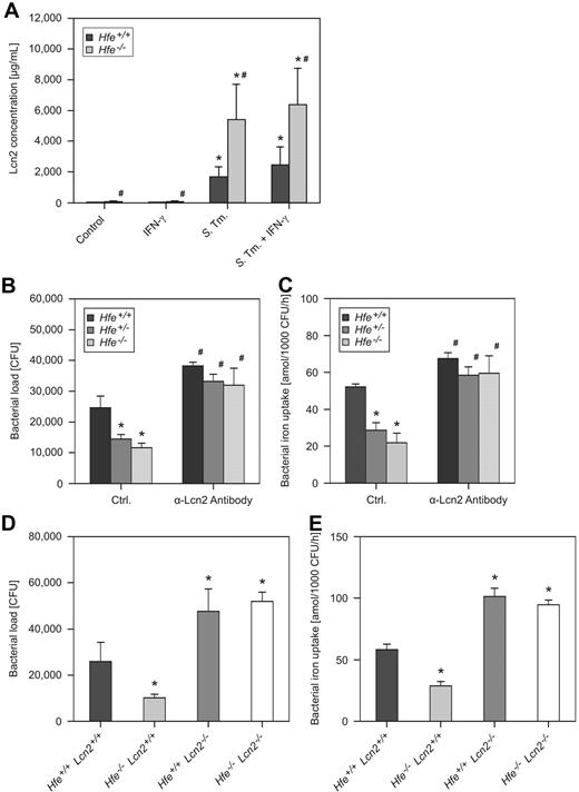 Figure 2. Macrophage Lcn2 production and antibacterial activity. Macrophages were harvested from WT and Hfe−/− mice and treated with 100 U/mL IFN-γ or infected with WT S Typhimurium (S Tm) for 24 hours. The production of Lcn2 was investigated in culture supernatants by ELISA (A). Data were log-transformed and compared by ANOVA and are shown as mean ± SEM of at least 3 independent experiments. WT, Hfe+/−, and Hfe−/− mice were infected with WT Salmonella. The bacterial burden was determined by gentamicin protection assay (B). In parallel experiments, the acquisition of 59Fe by intramacrophage Salmonella was determined (C). In additional experiments, the survival of S Typhimurium within C57BL/6 WT, Hfe−/−, Lcn2−/−, and Hfe−/−Lcn2−/− macrophages (D) as well as bacterial iron uptake within these cells (E) were determined. These data were analyzed by ANOVA and shown as mean ± SEM of at least 3 independent experiments. *P < .05 compared with the solvent-treated control of the corresponding genotype, #P < .05 for the comparison of cells of different genotype subjected to the same stimulatory regimen.