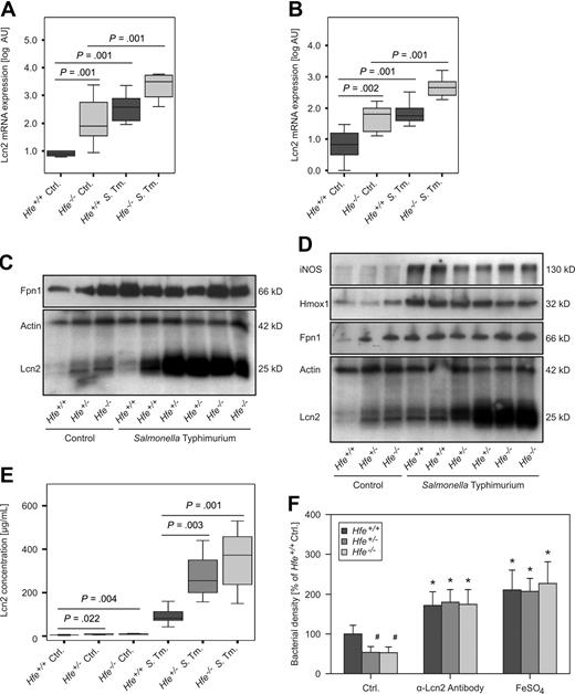 Figure 4. Lcn2 expression in response to Salmonella infection. The mRNA expressions of Lcn2 in livers (A) and spleens (B) of solvent-treated and Salmonella-infected Hfe+/+ and Hfe−/− mice were studied by quantitative RT-PCR. Data from at least 6 mice per group were log-transformed and compared by ANOVA test with Bonferroni correction. Values are depicted as lower quartile, median, and upper quartile (boxes), and minimum/maximum ranges and statistical significances are indicated. Protein levels of Fpn1, Lcn2 iNOS, Hmox1, and actin in livers (C) and spleens (D) of Hfe+/+, Hfe+/−, and Hfe−/− mice were determined by immunoblot analysis. Apparent molecular weights are indicated on the right-hand side of the respective immunoblots. One of at least 3 representative blots is shown. Lcn2 concentrations in serum samples of Hfe+/+, Hfe+/−, and Hfe−/− mice were measured by a specific ELISA (E). The effect of endogenous Lcn2 in acute-phase sera on bacterial growth was measured as optical density of mid-logarithmic liquid cultures (F).