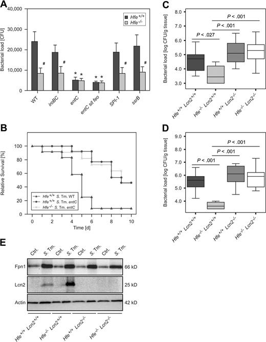 Figure 5. Infection with mutant Salmonella strains and infection of Hfe−/−Lcn2−/− double KO mice. Hfe+/+ and Hfe−/− macrophages were infected with WT S Typhimurium and various mutants, and bacterial numbers were enumerated by plating of cell lysates (A). Hfe+/+ and Hfe−/− mice were intraperitoneally infected with 500 CFU entC mutant S Typhimurium. Hfe+/+ mice infected with the identical number of WT S Typhimurium served as a comparison. Survival of subgroups was monitored during an observation period of 10 days and compared using the Wilcoxon (Gehan) test (B). P = .001 for Hfe+/+ WT Salmonella versus Hfe+/+ entC mutant Salmonella, P = .951 for Hfe+/+ entC mutant Salmonella versus Hfe−/− entC mutant Salmonella. C57BL/6 WT, Hfe−/−, Lcn2−/−, and Hfe−/−Lcn2−/− mice were infected with 500 CFU of WT S Typhimurium. At day 2 of infection, animals were killed, and the bacterial load in livers (C) and spleens (D) enumerated by plating appropriated dilutions of organ homogenates. Data are presented as detailed in the legend to Figure 3. Primary peritoneal macrophages of the indicated genotypes were infected with S Typhimurium (S Tm) or left untreated (Ctrl.). After 24 hours, the expression of Fpn1, Lcn2, and Actin was determined by Western blot as described in the “Immunoblotting” section of supplemental Methods. One of 3 representative experiments is shown.
