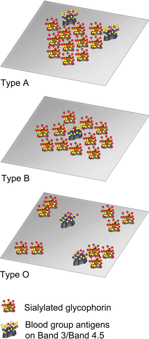 Figure 5. Model for clustered sialic acid patches on RBCs of different blood groups. Sialylated glycans and ABH blood group antigens are organized in clusters on RBC membranes. These clusters are stabilized by carbohydrate-carbohydrate interactions with the type A and B terminal saccharides. (Top) On blood type A RBCs, the A antigens are localized at the periphery of the cluster, whereas Sias form a continuous cluster that yields a local increase in the Sia concentration. (Middle) On blood type B RBCs, the B antigen is localized in the center of the Sia cluster in approximately 60% of the clusters. (Bottom) On blood type O RBCs, the Sias clusters are relatively small and may not include the H antigen.
