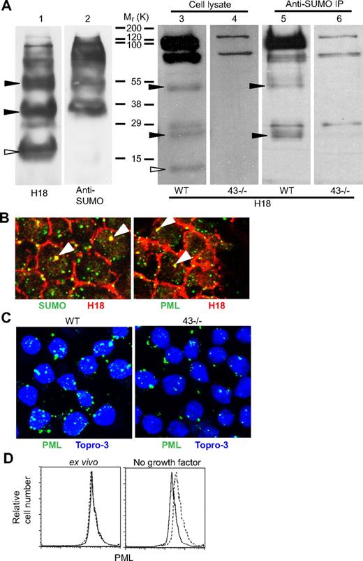 Figure 7. CD43ct is modified by SUMO-1 and localized in PML NB. (A) In vitro transcribed/translated CD43ct was sumoylated with SUMO-1 in vitro, and the products were then separated by SDS–polyacrylamide gel electrophoresis and probed with H18 antibody (lane 1) and SUMO-1 antibody (lane 2). Western blot analysis of total bone marrow cell lysates from wt (lanes 3 and 5) and CD43-deficient (lanes 4 and 6) mice is shown. Lanes 3 and 4 are whole cell lysates probed with H18 antibody. Lanes 5 and 6 are SUMO-1 immunoprecipitates probed with H18 antibody. Filled arrows indicate bands representing CD43ct modified with 1 and 3 SUMO-1. Open arrows indicate nonsumoylated CD43ct. (B) Confocal microscopy of total bone marrow cells from wt mice stained with H18 and SUMO-1 antibodies (left panel) and H18 and PML antibodies (right panel). (C) Confocal microscopy of wt (left panel) and CD43-deficient (right panel) total bone marrow cells stained with PML antibody after 24 hours in media alone. Data are representative of at least 3 repeat experiments. (D) FACS analysis of wt (blue line) and CD43-deficient (red line) total bone marrow cells stained for intracellular PML; ex vivo (left panel) and after 24 hours in media alone (right panel).
