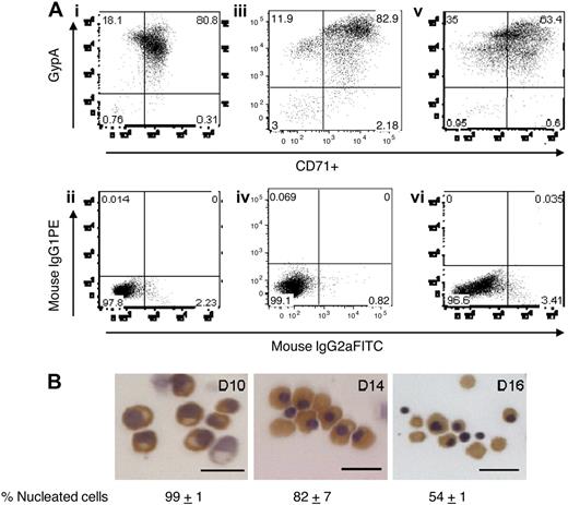 Figure 1. Differentiation of primary human erythroblasts in culture. CD34+-derived erythroid progenitors were differentiated into erythroblasts and reticulocytes after flow cytometry sorting for transferrin receptor (CD71)–positive cells. (A) Flow cytometry analysis for glycophorin A (gypA) and CD71 on days 10, 14, and 16 of culture. Day 10 (i), day 14 (iii), and day 16 (v) cells were at least 95% positive for erythroid cells. Panels ii, iv, and vi are isotype controls to show antibody specificity. (B) Hematoxylin/benzidine staining of day 10 polychromatic erythroblasts, day 14 early orthochromatic erythroblasts, and day 16 enucleating/reticulocytes. All populations contained hemoglobin (brown staining). Bar represents 20 μm.