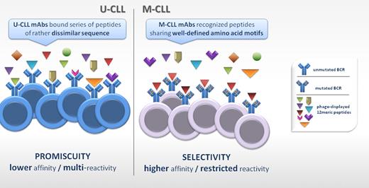 Somatic hypermutation fine tunes the antigen-binding site and influences the level of epitope specificity in CLL. Seiler et al report that M-CLL mAbs recognized multiple peptides that shared well-defined amino acid motifs, whereas U-CLL mAbs bound a series of peptides of quite dissimilar sequence. From the mAbs side, U-CLL mAbs were promiscuous, whereas M-CLL mAbs were far more selective and specific. Assuming that stimulation through the BCR triggers proliferation of the CLL clone, the implication from these findings is that somatic hypermutation induces conformational changes that restrict the antigen-binding range, thus limiting the chances of receiving stimulatory signals.