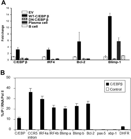 Figure 6. C/EBPβ binds to the promoter regions of IRF4, of BLIMP1, and in exon 1 of BCL2. (A) mRNA expression of C/EBPβ, IRF4, BCL2, and BLIMP1 in H929 MM cells transfected with EV, WT-C/EBPβ, or DN-C/EBPβ were analyzed by quantitative RT-PCR. Data were analyzed according to the ΔCT method. The results are expressed as mRNA fold change compared with control pcDNA group. (B) Chromatin immunoprecipitation with anti-C/EBPβ antibody and RT-PCR on the resulting genomic DNA was conducted on H929 MM cells. PCR probes to the various promoters are indicated and described further in “RT-PCR analysis.” The a and b probes for IRF4, BLIMP1, and BCL2 represent 2 areas of CAAT sequence in the promoter regions. The C/EBP and CCR5 probes were to intron regions previously shown to bind the protein. DNA that was immunoprecipitated by RNA polymerase II was used as the standard (set to 100%) and the amount of DNA immunoprecipitated by C/EBPβ antibody was normalized to it. Control represents the amount of DNA immunoprecipitated by normal rabbit IgG (a negative control). Error bars represent the SD of the mean from at least 4 determinations.