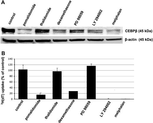 Figure 7. Down-regulation of C/EBPβ by various anti-MM agents is associated with inhibition of proliferation. MM.1S MM cells were incubated with various anti-MM agents such as pomalidomide, thalidomide, dexamethasone, PD 98059, LY 294002, and melphalan for 48 hours. DMSO 0.1% was used as control treatment. (A) Whole-cell extracts were analyzed for C/EBPβ expression by Western blotting using anti-C/EBPβ antibody. β-Actin was used as a loading control. (B) DNA synthesis was measured by 3H-thymidine incorporation and results are presented as the mean from triplicates. Error bars indicate SD.