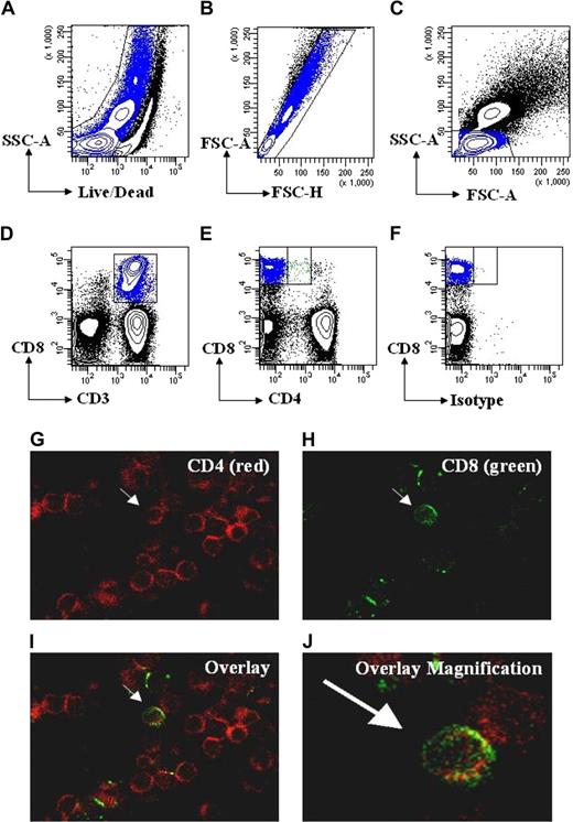 Figure 1. CD4dimCD8bright T cells are a genuine subset of CD8+ T cells. (A-D) Gating strategy for live cells using side scatter area (SSC-A) and Aqua Live/Dead staining (A), followed by gating for singlet cells using forward scatter area (FSC-A) and forward scatter height (FSC-H; B), then for lymphocytes using SSC-A and FSC-A(C), and for T cells using CD3 or CD3 and CD8(D). (E) Gating for CD4−CD8+ and CD4dimCD8bright T cells using CD4 and CD8 based on a previous CD3 gate. (F) Representative isotype staining showing gate placement between CD4−CD8+ and CD4dimCD8bright T cells. (G-J) Visualization of CD4dimCD8bright T cells by confocal microscopy. PBMCs were immunostained using anti–CD4-PE (red; G) and anti-CD8-FITC (green; H), then coexpression was visualized by overlay (I). (J) Magnification of overlay in panel I. Arrows point to the same cell coexpressing CD4 and CD8 across the panels.