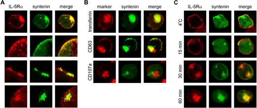 Figure 1. Colocalization of IL-5Rα and syntenin in TF-1 cells. (A) Subcellular distribution of IL-5Rα (indicated in red) and EGFP-tagged syntenin (green) in TF-1 cells maintained in IL-3. Colocalization of IL-5Rα and syntenin is indicated in yellow in the right column (merge). A representative cell from 3 independent experiments is shown in the top panel. The bottom 3 panels show colocalizing structures at higher magnification. (B) Representative examples of EGFP-syntenin–expressing TF-1 cells that were stained for various endocytic markers in red. (C) TF-1 cells ectopically expressing GFP-syntenin were starved for 4 hours in 0.5% serum and incubated with IL-5 and an IL-5Rα–specific monoclonal mouse IgG for 60 minutes at 4°C (top panel), or for different time points at 37°C (bottom panels). Cells were then fixed, and stained using a Cy3-conjugated mAb recognizing mouse IgG (red). Representative examples are shown (n = 3).