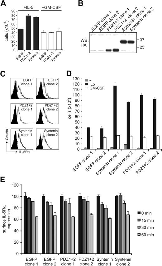 Figure 2. Syntenin selectively promotes IL-5–driven proliferation. (A) Stable polyclonal TF-1 cell lines were generated that ectopically express HA-tagged full-length syntenin, syntenin lacking its N-terminal domain (PDZ1+2), or EGFP as control. All lines were more than 95% EGFP positive. Viable cell numbers of 6-day cultures in either IL-5–supplemented (■) or GM-CSF–supplemented (□) medium are displayed. An average of 4 independent experiments is depicted (± SD). (B) Anti–HA-tagged Western blot indicating the presence of HA-tagged syntenin or PDZ1+2 in selected TF-1 cell–derived clones. Two clones per group are shown. (C) Expression of IL-5Rα for each subclone was analyzed by flow cytometry. Histograms of isotype-stained (black) or IL-5Rα–stained (white) cells are indicated. (D) Proliferative responses of selected clones to IL-5 or GM-CSF after 72 hours. Viable cells (live gate, propidium iodide negative) were counted by flow cytometry after culturing the cells for 3 days without cytokine, or after addition of IL-5 or GM-CSF. Mean of triplicate samples (± SD) is indicated for 2 control EGFP-clones, 2 clones transduced with syntenin, and 2 clones transduced with PDZ1+2. An average of 4 independent experiments is depicted (± SD). (E) Surface levels of clones expressing syntenin, PDZ1+2, or EGFP were incubated with IL-5 (10nM) for various time points and remaining surface expression was analyzed using flow cytometry. Data represent mean ± SD of triplicates.