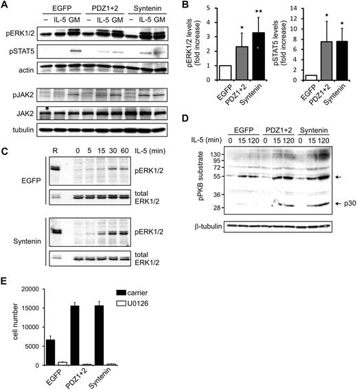 Figure 3. Syntenin increases IL-5–mediated signaling. (A) TF-1 cells ectopically expressing syntenin and PDZ1+2 were starved overnight in 0.5% serum and stimulated for 15 minutes with IL-5 or GM-CSF. Cell lysates were prepared, proteins quantified, and subsequent Western blots assessed for phosphorylated ERK1/2 (pERK1/2), phosphorylated STAT5 (pSTAT5), and actin in the top panel. A representative example of 4 independent experiments is shown. The bottom panel shows a representative example of Western blots assessed for phosphorylated and total JAK2, and tubulin. (B) pERK1/2 and pSTAT5 levels of 4 independent experiments as outlined in panel A were quantified using ImageJ software. Mean integrated intensity ± SD is indicated. *P < .05; **P < .01. (C) EGFP or ectopic syntenin-expressing cells were starved overnight and stimulated with IL-5 for indicated time points. Protein lysates were quantified for protein amount, and Western blots were prepared in duplicate and analyzed for pERK1/2 and total ERK levels. A reference sample (R) was included to facilitate comparison between blots; a lower amount of reference was loaded on the blots that were probed for total ERK. (D) Cells ectopically expressing EGFP, PDZ1+2, and syntenin were stimulated with IL-5 for indicated time points, and protein lysates were prepared and quantified. Subsequent Western blots were incubated with antibody recognizing phosphorylated PKB (pPKB) substrates and tubulin as loading control. One of 3 representative experiments is shown. (E) Cells ectopically expressing EGFP, PDZ1+2, and syntenin were cultured for 3 days in the presence of IL-5 and an inhibitor (U0126) of MEK1/2, the upstream kinases of ERK1/2. Viable cell numbers are depicted (average ± SD), and were determined by flow cytometry in 3 independent experiments.