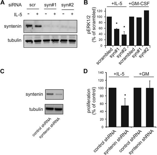 Figure 4. Decreased IL-5R functions upon knockdown of syntenin in TF-1 cells. (A) Scrambled control siRNa and syntenin directed siRNA were electroporated into TF-1 cells using an Amaxa system. TF-1 cells recovered after 24 hours in the presence of IL-3 (cells were ∼ 90% trypan blue negative), and were starved for 4 hours before cells were stimulated with IL-5 for 15 minutes. Cells were lysed in Laemmli buffer, proteins content was quantified, and Western blots were stained for syntenin and tubulin as loading control. (B) pERK1/2 levels (± SD) were assessed by quantifying Western blot from 3 independent experiments as described in panel A using ImageJ software. (C) TF-1 cells were transduced with bicistronic constructs that express nonfunctional shRNA (control) or syntenin-targeting shRNA in combination with EGFP. EGFP cells were sorted beyond 95% purity and syntenin levels were assessed by Western blot. (D) Control and syntenin-targeting shRNA-expressing TF-1 cells were cultured for 3 days in the presence of IL-5 or GM-CSF. Viable cell numbers were determined by flow cytometry. Results depicted are from 2 experiments with 4 samples per group per experiment (± SD). *P < .05.
