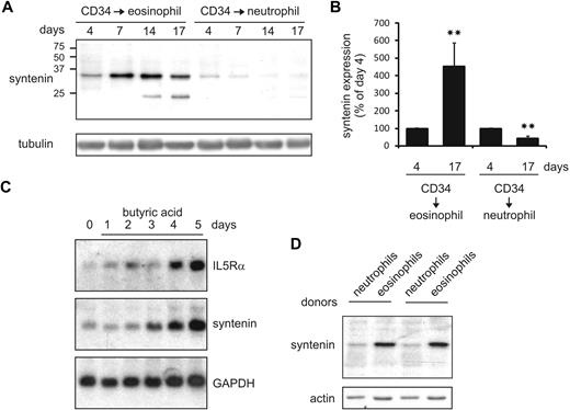 Figure 5. Syntenin expression is induced during eosinophil differentiation. (A) CD34+ cells were isolated from cord blood and maintained in FLT-3, SCF, IL-3, GM-CSF, and IL-5. At day 3, cells were transferred to medium containing IL-3 and IL-5 to induce eosinophil differentiation, or to G-CSF–supplemented medium to induce neutrophils. Protein lysates were prepared at the days indicated, and 30 μg of protein was loaded per lane. Blots were incubated with antibodies recognizing syntenin and tubulin as loading control. One of 4 representative Western blots is indicated. (B) Syntenin levels from 4 Western blots were quantified using ImageJ software and mean integrated density is displayed (± SD). **P < .01. (C) Northern blot analysis of HL-60 cells maintained at pH 7.7 for 2 months (HL-60 7.7) that were differentiated toward the eosinophilic lineage by 0.5 mM butyric acid (days of treatment are indicated). Total RNA (20 μg) was blotted and probed for IL-5Rα, syntenin, and GAPDH as loading control. (D) From 2 distinct donors, eosinophils and neutrophils were purified based on Ficoll centrifugation and CD16 selection (magnetic-activated cell sorting; Miltenyi Biotec). Thirty micrograms protein of whole-cell lysate was assessed by Western blotting for syntenin and actin levels.