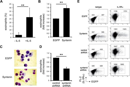 Figure 6. Syntenin modulates eosinophil differentiation. (A) CD34+ cells were isolated from cord blood, and cultured for 3 days in FLT-3, SCF, IL-3, and GM-CSF before the medium was supplemented with IL-3 in the presence or absence of IL-5. Cells were transduced with EGFP control virus at days 1 and 2. At day 17, EGFP+ cells were sorted, cytospins were prepared, and cells were stained by May-Grünwald-Giemsa. Percentage of eosinophils was scored in 4 independent experiments using different donors (± SD). (B) Eosinophil differentiations of 3 independent donors upon transduction with EGFP control protein or syntenin and incubation with IL-5 as described in panel A. Eosinophil numbers after EGFP transduction were set at 100%, and the fold increase upon syntenin transduction was calculated per donor (± SD). (C) Representative cytospins at day 17 of EGFP or syntenin-transduced CD34+ cells that were differentiated toward eosinophils. EGFP-positive cells were sorted and stained by May-Grünwald-Giemsa. (D) CD34+ cells were transduced with retroviral vectors expressing control shRNA or syntenin-targeting shRNA and differentiated toward eosinophils. At day 17, fold increase of the percentage of eosinophils for each donor (n = 3, data show average ± SD) after control shRNA transductions (set at 100%) or syntenin-targeting shRNA transduction was determined. **P < .01. (E) Surface IL-5Rα expression of primary CD34+ cells transduced with EGFP or syntenin (3 donors) or control or syntenin-targeting shRNA (2 donors). Eosinophil cultures were analyzed at day 14 for IL-5Rα expression by flow cytometry (PE-channel). Nontransduced and transduced cells were indicated by EGFP transduction and IL-5Rα staining was compared with isotype staining. Numbers represent geometric mean fluorescent intensities of the boxed region in the PE channel. Identical results were obtained for all donors and 1 representative sample is shown.