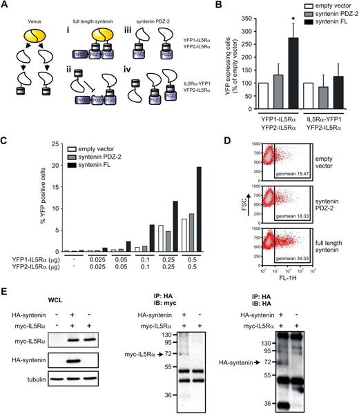Figure 7. Syntenin binds multiple IL-5Rα chains. (A) Schematic representation of the experimental design of the PCA. Venus, an improved version of yellow fluorescent protein (YFP), was fragmented into nonfunctional parts that were fused to the N-termini of the intracellular domains of IL-5Rα (YFP1–IL-5Rα and YFP2–IL-5Rα). When both of the fusion products bind syntenin, the nonfunctional Venus parts regain fluorescence. (i) As a control, expression of the fusion products with a single PDZ domain of syntenin should not result in functional restoration of the Venus protein. (ii) As an additional control, we fused YFP-1 to the C-terminus of IL-5Rα (IL-5Rα–YFP1) instead of its N-terminus. Because syntenin binds the C-terminus of IL-5Rα, no additional fluorescence is expected upon full-length syntenin or PDZ2 cotransfection (iii and iv, respectively). (B) HEK293 cells were transiently transfected with YFP1–IL-5Rα and YFP2–IL-5Rα together with empty vector, or syntenin's second PDZ domain (PDZ2), or full-length syntenin (left panel). The percentage of positive cells was determined by flow cytometry. At right, similar conditions were assayed but an IL-5Rα–YFP1 instead of YFP1–IL-5Rα fusion product was used. Empty vector transfections per experiments were set at 100%. Data depict 3 independent experiments (± SD). *P < .05. (C) YFP1–IL-5Rα and YFP2–IL-5Rα dose-dependent increase of fluorescence in the presence of full-length syntenin. Cells were transfected with fixed amounts of empty vector, syntenin PDZ2 or full-length syntenin (each 0.5 μg), and increasing concentrations of YFP1–IL-5Rα and YFP2–IL-5Rα. Cells were analyzed 48 hours after transfection for YFP fluorescence by flow cytometry. Percentage of YFP-fluorescent cells is indicated. One representative example of 2 identical experiments is indicated. (D) Representative dot plots of cells transfected with empty vector, syntenin PDZ2 or full-length syntenin (0.5 μg), together with 0.5 μg of YFP1–IL-5Rα and YFP2–IL-5Rα. Forward scatter is plotted against YFP fluorescence in the FL-1 channel. Geometric mean fluorescent intensities of the positive cells are indicated in the squares. (E) Immunoprecipitation (IP) of syntenin–IL-5Rα complexes from transfected HEK293 cells in the presence of the chemical cross-linker DSP. The left panels indicate expression of the myc–IL-5Rα (17.5 kDa) and HA-tagged syntenin (35 kDa) in whole-cell lysates (WCLs). The middle panel shows HA immunoprecipitates analyzed by nonreducing SDS-PAGE and myc-immunoblotting (IB), whereas the right panel shows HA immunoreactivity of the same samples blotted in duplicate.