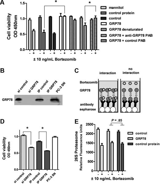 Figure 5. GRP-78 does not interact with bortezomib or affect proteasome activity. (A) Endothelial cells were stimulated with or without 10 ng/mL bortezomib in the presence of mannitol (260nM), a control protein (10nM), or GRP-78 (10nM). In contrast to controls, GRP-78 blocked the action of bortezomib in the WST-1 cell viability assay. This effect was significantly inhibited by the addition of a polyclonal antibody (PAB) directed against GRP-78 (10nM). The control antibody (10nM) did not show any effect. (B) PC-3 cells were transfected either with control siRNA (si control) or siRNA mix down-regulating GRP78 gene expression (si GRP-78). After 2 days, respective supernatants were collected. Moreover, PC-3 cell supernatant was spiked with 10 ng/mL bortezomib (PC-3 SN) and then GRP-78 removed by immunoprecipitation using a polyclonal antibody directed against GRP-78 (IP GRP-78). A rabbit polyclonal antibody isotype not binding GRP-78 served as control (IP-control). Absorption and knockdown were controlled by Western blot analysis. (C) Immunoprecipitation experiments testing the hypothesis of a direct interaction of GRP-78 as being responsible for bortezomib inhibition. Bortezomib was incubated together with GRP-78 in PC-3 tumor cell supernatants. After immunoprecipitation using a GRP-78 binding antibody and Sepharose beads in excess amounts, viability of HUVECs was determined to test for biologically active bortezomib present in the supernatant. (D) All collected supernatants were tested on HUVECs in a WST-1 cell viability assay. In PC-3 supernatants containing no GRP-78 resulting from knockdown or immunoabsorption, viability of HUVECs was significantly decreased in the presence of 10 ng/mL bortezomib. (E) GRP-78 did not show any influence on proteasome activity, either in the presence or absence of bortezomib. The 26S proteasome activity was quantified after cleavage of a synthetic substrate. Bars represent mean ± SEM. *P < .05.