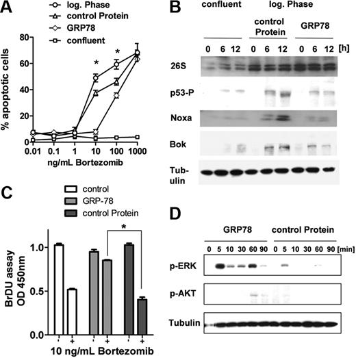 Figure 6. GRP-78 inhibits p53-mediated induction of BOK and NOXA and induces phosphorylation of ERK. (A) HUVECs were incubated with increasing concentrations of bortezomib (0.01-1000 ng/mL) for 24 hours. Then the percentage of apoptotic cells was determined by flow cytometry after annexin V and 7-AAD staining. Confluent cells were directly compared with proliferating cells (log phase) and proliferating cells treated with 10nM control protein or GRP-78. *P < .05. (B) Molecular proapoptotic targets of bortezomib and GRP-78 on endothelial cells: p53 phosphorylation and NOXA and BOK expression were analyzed in confluent and log phase growing cells 3 to 12 hours after bortezomib stimulation (10 ng/mL). In contrast to control protein, GRP-78 (10nM) prevented the phosphorylation of p53 (serine 46) and induction of BOK and NOXA. Tubulin-α served as internal loading control. (C) DNA synthesis was studied by the BrdU incorporation assay. In contrast to control cells and cells treated with control protein, 10nM GRP-78 significantly blocked the antiproliferative effect of bortezomib on endothelial cells. Bars represent mean ± SEM. *P < .05. (D) Phosphorylation of the ERK and protein kinase B (AKT) was analyzed on endothelial cells 5 to 90 minutes after treatment with 10 ng/mL bortezomib and GRP-78 or control protein (each 10nM). Tubulin-α served as internal loading control. The presence of GRP-78 resulted in a strong phosphorylation of ERK and to a lesser extent of AKT despite treatment with bortezomib.