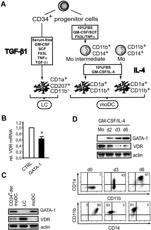 Figure 1. GATA-1 represses VDR and is inversely expressed by myeloid DC subsets. (A) Schematic representation of culture models for LC and moDC differentiation used in this study. (B) Quantitative real-time RT-PCR analyses of VDR mRNA expression in GATA-1–transduced monocytic cells. U937Te cells were transduced with a retroviral vector encoding GATA-1-IRES-GFP or empty control vector (CTRL). GFP+ cells were sorted by FACS 48 hours after infection. mRNA was extracted from 105 cells. Cells are analyzed for VDR mRNA levels relative to HPRT mRNA (n = 3; *P < .05). (C) Representative Western blot analysis of VDR and GATA-1 protein levels in DC subsets (n = 3). CD34+-derived moDCs and LCs were generated from CD34+ cord blood cells; moDCs were generated from blood monocytes. (D) Fresh blood monocytes or monocytes during culture (days 2, 3, and 6) in the presence of GM-CSF/IL-4 (moDC cultures) were analyzed by Western blot (top) or by FACS (bottom; day 0, day 3, day 6). Each number in a quadrant represents the percentage of cells in the quadrant. Data are representative of 4 independent donors.