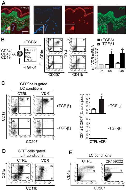 Figure 2. VDR promotes TGF-β1–dependent LC differentiation. (A) Human infant foreskin assessed by immunofluorescence staining of cryosections for the expression of CD45 (blue), CD207 (red), and VDR (green). Immunostained sections were analyzed on a Zeiss LSM 510 confocal laser scanning microscope (Carl Zeiss GmbH) using immersion oil as imaging media and a 40×1.3 NA oil immersion objective (Plan-Neofluar; Zeiss). FITC, PE, APC channels were acquired by sequential scanning using 488-, 543-, or 633-nm laser lines for excitation; HFT 488, HFT 488/543, or HFT 514/633 beam-splitters for separation; and BP 505-530 nm, BP 560-615 nm, or LP 650 nm and Photomultiplier (PMT) for detection of the signals. Scale bar, 50 μm. The inset shows an enlarged view of part of the figure. (B) CD34+CD45RA+CD19− umbilical cord blood cells were sorted by FACS and cultivated with the indicated cytokines. Cell numbers of sorted fractions ranged from 7.25 × 104 to 2.3 × 105 (mean, 1.3 × 105; n = 6). Cultures were initiated with 1.2 × 104 to 4.1 × 104 cells (mean, 2.3 × 104; n = 6). FACS diagrams represent day 7–generated cells analyzed for informative marker molecules (± TGF-β1). In the bar diagram, VDR mRNA levels were determined by quantitative real-time RT-PCR at 0, 6 and 24 hours. Values are normalized to HPRT (n = 4). (C) CD34+ cells were transduced with a retroviral vector encoding VDR-IRES-GFP or empty control vector (CTRL) and were then cultured in LC conditions (GM-CSF, SCF, FL, TNFα) in the presence (top panel) or absence (bottom panel) of TGF-β1. Day 7–generated GFP+ cells were analyzed for CD1a versus CD207. Bars represent the mean of percentages (± SEM) CD1a+CD207+ cells observed in 4 independent experiments. (D) CD34+ cells were transduced with a retroviral vector encoding VDR-IRES-GFP or empty control vector (CTRL) and were then cultured in moDC conditions (see Figure 1A). Day 7–generated GFP+ cells were analyzed for CD11b versus CD207. Data are representative of 3 independent experiments. (B-D) Each number in a quadrant represents the percentage of cells in the quadrant. (E) LCs were generated from CD34+ cells in the absence or presence of the VDR antagonist ZK159222 (10−6 M). At day 7 cells were harvested and analyzed for CD207 versus CD1a. Data are representative of 3 independent experiments.