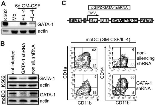 Figure 3. Essential role of GATA-1 downstream of IL-4 during moDC differentiation. (A) Peripheral blood monocytes were stimulated with GM-CSF plus IL-4 or GM-CSF alone for 6 days. Fresh monocytes or day 6–generated cells were analyzed for GATA-1 expression by using Western blot analysis. K562 cells are compared. Data are representative of 4 independent donors. (B) Silencing of GATA-1. Western blot of GATA-1 and actin expression of not infected, nonsilencing or GATA-1 shRNA infected K562 cells (top) and moDCs (bottom) at day 7 of differentiation. GFP+ cells were purified before analysis. (C) Monocytes were transduced with a lentiviral vector encoding nonsilencing or GATA-1 shRNA sequences (ie, shGATA-1-GFP or control). A simplified graphical representation of the vector backbone is shown. Infected monocytes were induced by GM-CSF/IL-4 to differentiate to moDCs. Gated GFP+ cells were analyzed by FACS for the indicated markers. FACS blots are representative of 2 independent experiments. Cell cultures were initiated with 106 monocytes, and cell recovery at day 7 was greater than 70%.