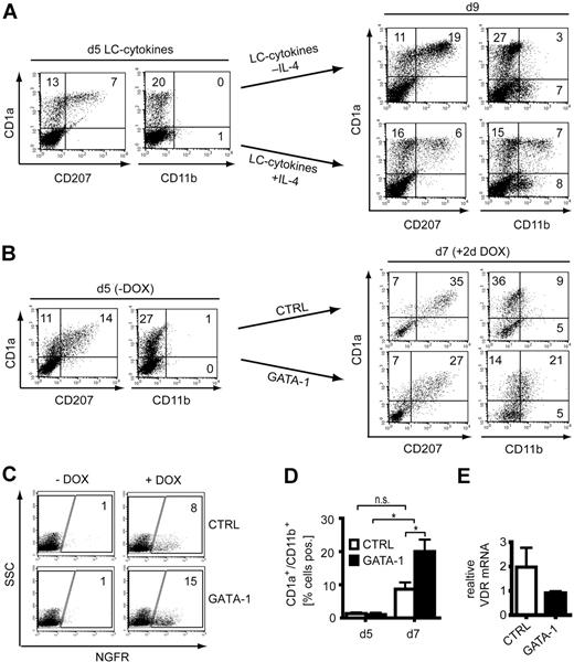 Figure 4. Constitutive and inducible GATA-1 expression in LC precursors. (A) IL-4 promotes CD11b+CD1a+ cells at the expense of CD207+CD1a+cells when added at day 5 to LC generation cultures. CD34+ cells were induced to differentiate to LCs. Day 5–generated cells were subcultured in LC cytokines in the absence or presence of IL-4 (25 ng/mL) for 4 days. At day 9 cells were harvested and analyzed for CD207 or CD11b versus CD1a. Data are representative of 3 independent experiments. (B-D) Tet-on-inducible system in primary LC precursors. CD34+ cells were transduced with retroviral vectors encoding Tet-activator-IRES-lyt2, DOX-inducible GATA-1-IRES-NGFR, or empty vector control. Cells were stimulated with LC-promoting cytokines for 5 days. DOX (2 μg/mL) was added from day 5 to day 7. (B) FACS diagrams show day 5–generated cells (left) or day 7–generated NGFR+ cells (right) analyzed for CD207 or CD11b versus CD1a. (C). FACS diagrams represent cells at day 7 analyzed for NGFR expression. (A-C) Each number in a quadrant represents the percentage of cells in the quadrant. (D) Bars represent mean percentages (± SEM; n = 3) of CD1a+CD11b+ cells from control vector or GATA-1–transduced cells at day 5 (total culture) and day 7 (gated NGFR+ cells); *P < .05. (E) LC generation cultures were transduced at day 3 to day 4 with a retroviral vector encoding VDR-IRES-GFP or empty control vector. Forty-eight hours after transduction, GFP+ cells were isolated by using FACS. Equal numbers of GFP+ cells were used for quantitative real-time RT-PCR analysis. Bars represent VDR mRNA levels in 1 representative experiment (cell numbers in PCR experiments: 3 × 104 to 2 × 105; n = 4).