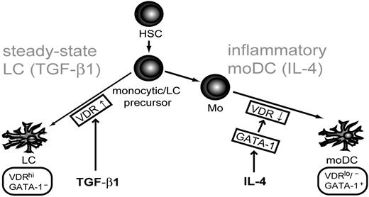 Figure 6. Model for the role of GATA-1 and VDR in myeloid DC subset generation at steady state versus inflammatory conditions. VDR is induced downstream of TGF-β1 during LC differentiation. In contrast, DCs derived from monocytes in response to IL-4 down-regulate VDR. IL-4 induces GATA-1, which in turn represses VDR. Our study showed that VDR and GATA-1 are functionally involved in myeloid DC subset differentiation.