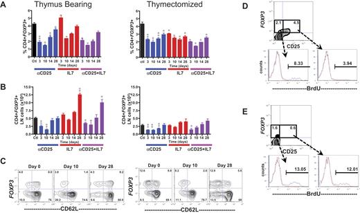 Figure 1. Changes in Treg number and frequency after αCD25 and/or rhIL-7 in tumor-free animals. Where indicated, Thy-B and TXY C57BL/6 mice received 0.3 mg αCD25 on days −6, −3, and 0 and/or 10 μg rhIL-7 on days 0 to 28. (A) Percentage CD4+FOXP3+ Tregs in inguinal lymph nodes. (B) Absolute numbers of CD4+FOXP3+CD62L+ Tregs in inguinal lymph nodes. Results in panels A and B show the mean plus or minus SEM of the groups (n = 3-10/group), and results were pooled from 2 separate experiments. *P < .05, **P < .005, compared with control untreated Thy-B or TXY animals. (C) Representative fluorescence-activated cell sorter plots illustrating CD62L expression on FOXP3+ cells in gated CD4+ lymph node cells in Thy-B (left panel) and TXY hosts (right panel) at baseline and on the days indicated after αCD25. (D-E) BrdU incorporation in CD25+ and CD25− subsets of FOXP3+ LN cells in (D) untreated mice and (E) 6 days after αCD25 therapy. Blue line represents BrdU-injected animals; red line, control animals. Results are representative of 3 experiments with 10 to 13 mice/group.
