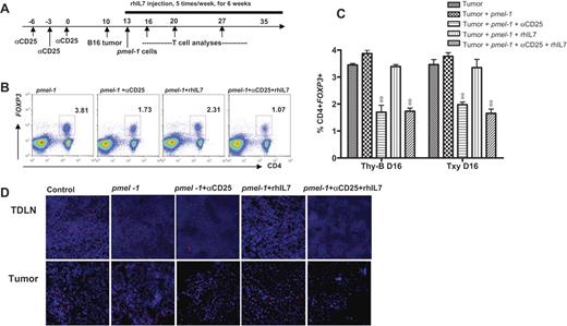 Figure 2. Treg depletion after αCD25 and/or rhIL-7 in B16 tumor-bearing hosts. (A) Timing of tumor inoculation in relation to αCD25, rhIL-7, and adoptive transfer of pmel-1 LN cells. (B) Representative fluorescence-activated cell sorter plots on day 20 showing Treg frequencies in tumor-draining lymph nodes (TDLN) of treated mice. Results were consistent in 3 experiments. (C) Mean plus or minus SEM Treg frequencies in TDLNs of treated animals on day 16 (n = 6 or 7/group, results confirmed in 2 experiments). **P < .005. (D) Representative tissue sections on day 20 from TDLN and B16 tumors of animals from each treatment group showing FOXP3+ cells (red) versus nucleated cells (blue). Original magnification ×200.