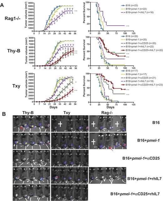 Figure 3. Adoptive immunotherapy for B16 melanoma slows tumor growth and improves survival in lymphoreplete hosts versus lymphopenic Rag1−/− hosts. (A) Tumor growth curves (left) and survival curves (right) of treated groups as shown. B16 tumor cells were inoculated subcutaneously at day 0 in the graph. Statistically significant differences (*P < .05, **P < .005), compared with pmel-1 cells transferred mice. (B) Bioluminescence imaging of luciferase-expressing B16 tumors in Thy-B, TXY, and Rag1−/− mice imaged on day 20 after tumor cells inoculation. Tumor cells injection area (right flank area) were shaved to minimize the amount of light absorbed by black fur. Crosses pointing to necrotic tumors indicate dead mice resulting from tumor progression.