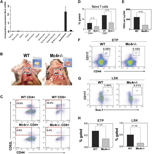 Figure 5. Deficient Mc4r signaling–driven obesity accelerates thymic involution. The WT and Mc4r knockout mice were maintained on an ad libitum chow diet and aged for 8 months. (A) The real-time PCR analysis of Mc4r mRNA in 2- to 3-month-old C57BL/6 mice (n = 3). The total RNA from cells and tissues was DNAse digested, and RT-PCR analysis shows the CNS-restricted expression of Mc4r. (B) Obesity mediated by Mc4r deficiency causes thymic adiposity. Thymus is highlighted in blue box and arrows, compared with control WT mice; inset shows malformed fatty thymus in Mc4r−/− animals. (C-D) Compared with WT mice, loss of Mc4r significantly (P < .05) reduces the frequency of CD4 and CD8 naive (CD62L+CD44−) T cells (top left quadrant) and (E) decreases sjTREC numbers in splenic CD4 cells. (F,H) Mc4r deficiency–driven obesity significantly reduces the ETP (LinloCD44+ckithi) cells in thymus and (G-H) LSK cells in BM (n = 5 per group; top right quadrant).