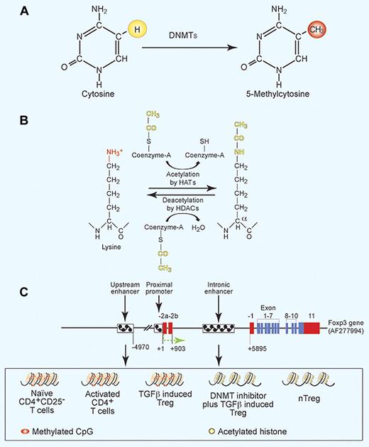 Figure 1. Methylation and acetylation of DNA and histones, and gene structure of Foxp3. (A) Methylation of 5-position of cytosine by DNMTs. (B) Acetylation and deacetylation of lysine residues in histone molecules. (C) Gene structure of Foxp3 in different CD4+ T-cell subsets. Red bars represent noncoding exons; blue bars, coding exons; small boxes filled with black checks, cis-regulatory elements; +1, transcription start site. Upstream and intronic enhancers in naive T cells, activated T cells, and TGF-β–induced Tregs have methylated CpG (pink) and are transcriptionally inactive (marked as compact histone bundles), whereas these regions have unmethylated CpG (yellow) and are transcriptionally active (marked as separated histone bundles) in nTregs and DNMT inhibitor plus TGF-β–induced Tregs.