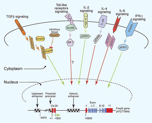 Figure 2. Foxp3 regulation from the various extracellular signals. Red arrow represents negative signal; and green arrow, positive signals for Foxp3 expression.