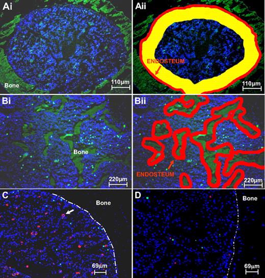 Figure 1. Definition of endosteal, subendosteal, and central zones in BM and demonstration of cell imaging. (Ai-ii) Definition of endosteal, subendosteal, and central zones in BM sections of femur diaphysis representing compact bone. Regions in each transverse bone section were defined as endosteal (≤ 3 cell diameters from endosteal surface; zone 1, depicted in red), subendosteal (4-14 cell diameters from endosteal surface; zone 2, depicted in yellow), or central (> 14 cell diameters from endosteal surface; zone 3). The average relative surface area of each of the 3 regions was calculated, using image analysis software, as 8% ± 0.63%, 31% ± 1.31%, and 61% ± 1.85%, for zones 1, 2, and 3, respectively. (Bi-ii) For trabecular bone sections, 2 zones were evaluated: endosteal in red and the rest. (C) Depiction of homed donor Lin−kit+ cells to irradiated BM. Transplanted cells are labeled with CFSE (green); red-stained cells (anti–CD31-PE) are vascular cells and megakaryocytes (white arrow). (D) Competitive homing of α4+/+ (SNARF-1, red) and α4 integrin–deficient (CFSE, green) labeled hematopoietic Lin−kit+ cells in irradiated BM. The 2 populations were given at a ratio 0.7 (red):1 (green) (see Table 2 for details). The white interrupted line in panels C and D represents the endosteal border.
