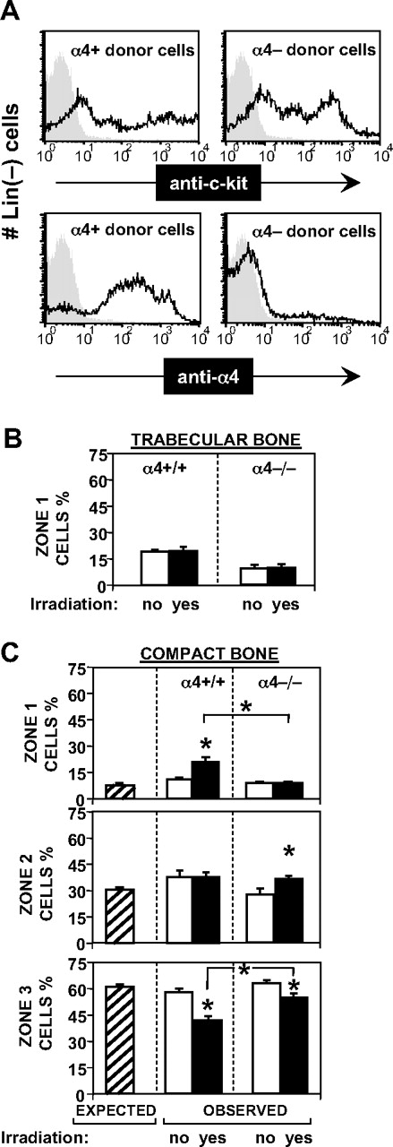 Figure 5. Microanatomic distribution of transplanted α4+/+ and α−/− cells. (A) Flow cytometric analysis of donor cell populations. Lineage-depleted (using antibodies, magnetic beads, and column) cells were labeled with anti–c-kit (top 2 panels) and with anti-α4 Ab (bottom panels). Kit positivity was 82.8% in α4+ donor cells and 77.3% in α4−/− donor cells. Shaded areas represent isotype control. α4 integrin was expressed on > 90% of normal donor cells and virtually absent on α4-ablated donor cells. (B) Relative distribution of transplanted cells from normal or α4 integrin-deficient donors to nonirradiated or irradiated normal hosts to endosteal regions of trabecular bone. The relative seeding to endosteal regions of trabecular bone was not affected by irradiation, and did not differ significantly between normal and α4 integrin-deficient donor cells. (□, normal donor cells; ■, α4−/− donor cells; mean ± standard error of the mean; see Table 1 for values.) (C) Relative microanatomic distribution of transplanted cells from normal or α4 integrin–deficient donors to nonirradiated or irradiated normal hosts to endosteal, subendosteal, and central regions of compact bone. ▨ in each graph represent the relative surface area estimated by image analysis of each of the 3 zones (Figure 1A). Relative distribution frequencies equivalent to these values would thus indicate random distribution of donor cells throughout the marrow mass. Such random distribution was observed in nonirradiated hosts (□), irrespective of donor cell type, and in irradiated recipients (■) given α4−/− cells. In contrast, normal cells transplanted into irradiated hosts distributed preferentially to the endosteal region (top panel). Asterisks indicate statistically significant differences between normal and α4−/− cells and between no-irradiation (□) and irradiation (■) conditioning.