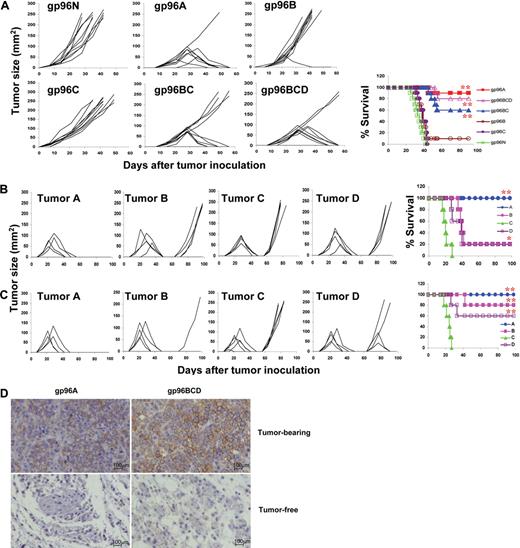Figure 1. Protective effects of gp96 vaccines against myeloma development. Results shown are measurements of tumor burdens and survival of mice that received different treatments. Tumor burdens were measured twice every week. Mice were killed when subcutaneous tumors reached 225 mm2 or when mice became moribund. (A) Balb/c mice (10 per group) were subcutaneously vaccinated twice with either normal gp96 (g96N); gp96 from tumor A (gp96A), tumor B (gp96B), or tumor C (gp96C); pooled allogeneic gp96 from tumors B and C (gp96BC); or pooled allogeneic gp96 from tumors B, C, and D (gp96BCD) followed by challenge with tumor A. (B) Mice were subcutaneously vaccinated twice with gp96A followed by challenge with tumor A, and surviving mice (5 per group) were rechallenged with tumors A, B, C, or D 8 weeks after the first challenge. (C) Mice were subcutaneously vaccinated twice with gp96BCD followed by challenge with tumor A, and surviving mice (5 per group) were rechallenged with tumors A, B, C, or D 8 weeks after the first challenge. (D) Staining for CD138+ myeloma cells (brown) in the tumor nodules of tumor-bearing or injection sites of tumor-free Balb/c mice immunized with autologous gp96A or pooled heterogeneous gp96BCD. Representative results of 1 of 3 independent experiments performed are shown. *P < .05; **P < .01 (compared with controls).