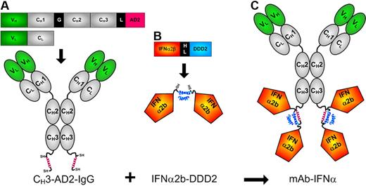 Figure 1. Schematic diagrams of 20-2b and its constituent DNL modules. Expression cassettes and structures of (A) CH3-AD2-IgG, (B) IFN-α2b-DDD2, and (C) 20-2b. Blue helix represents DDD2; red helix, AD2; SH indicates sulfhydryl groups of engineered cysteines; V, variable (green); C, constant (gray); G, hinge; L, linker (GSGGGGSGG); HL, 6-His/linker, HL (EKSHHHHHHGSGGGGSGGG). CH3-AD2-IgG-v-mab, CH3-AD2-IgG-e-mab, CH3-AD2-IgG-734, and CH3-AD2-IgG-hR1 modules (A) were used to generate 20-2b, 22-2b, 734-2b, and 1R-2b, respectively.
