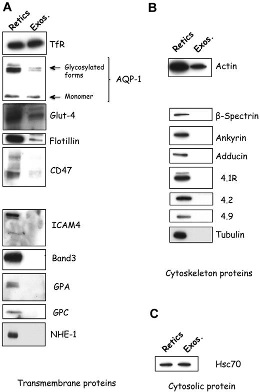 Figure 1. Specificity of protein sorting into exosomes during reticulocyte maturation. Reticulocytes (Retics; 106 cells; left lanes) and exosomes (Exos.; 50 μg protein; right lanes) were assessed for the presence of transmembrane (A), cytoskeletal (B), or cytosolic (C) proteins by SDS-PAGE and immunoblotting for the proteins, as indicated on the right.