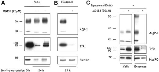 Figure 5. Inhibition of AQP-1 trafficking and sorting by MG132. (A) Freshly obtained mouse reticulocytes (0 hour; left lane) were cultured for 24 hours with the proteasome inhibitor MG132 (20 μM; 24 hours; right lane). Freshly obtained mouse reticulocytes were also cultured with an equivalent volume of the solvent, DMSO (24 hours; middle lane). (B) Exosomes were isolated from the culture medium after 24 hours and resuspended in the same volume of Laemmli buffer.23 Cellular and exosomal proteins were separated by SDS-PAGE and immunoblotted for the proteins indicated on the right. In each lane, 106 cells were loaded. (C) After inhibition of endocytosis, the cells were allowed to mature in the presence or absence of MG132 for 24 hours. Exosomes were then collected, and the compositions of both cells and the vesicles released from them were analyzed by SDS-PAGE and immunoblotted for the same proteins.