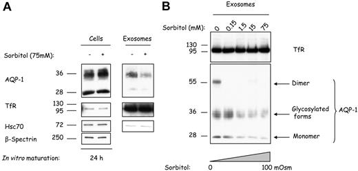 Figure 6. Hypertonic stress progressively inhibits AQP-1 sorting into exosomes. (A) Mouse reticulocytes were cultured for 24 hours with or without sorbitol 75 mM. Exosomes were then collected, and both cells (106) and exosomes (resuspended in the same volume of Laemmli buffer) were examined by SDS-PAGE and immunoblotted for the proteins indicated on the right. (B) Mouse reticulocytes were cultured for 24 hours, with increasing concentrations of sorbitol, and exosomes were collected, resuspended in the same volume of Laemmli buffer,23 and examined by SDS-PAGE and immunoblotted for TfR and AQP-1.