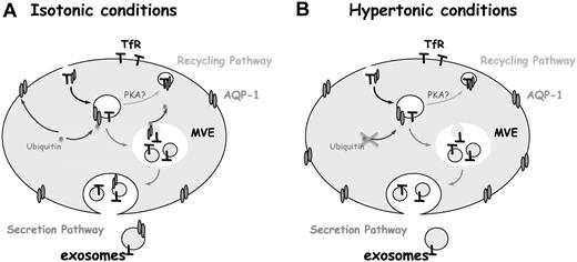 Figure 7. Proposed model of AQP-1 sorting into exosomes during reticulocyte maturation. Under physiologic conditions (A), AQP-1 levels are regulated through the exosomal pathway. During osmotic stress, by contrast (B), AQP-1 secretion is inhibited, probably by regulation of its ubiquitination or by phosphorylation. It is consequently rerouted from the secretion pathway into the recycling pathway, thereby augmenting the AQP-1 concentration on the plasma membrane, and thus assisting the cell to nullify the osmotic shock. TfR trafficking, by contrast, is not affected by the osmotic disturbance and continues to be sorted and secreted through the exosomal pathway.