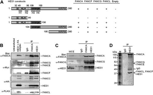 Figure 1. FA proteins interact with HES1. (A) Yeast-2-hybrid assay with HES1 and FA proteins. Yeast strain AH109 was cotransformed with HES1 constructs expressing full-length or truncated HES1 protein with FA proteins as indicated and assayed for interaction as described in “Yeast-2-hybrid.” A positive interaction is indicated as +. Negative controls included pGBK-HES1 cotransformed with pGADT7 empty vector. (B) FA core complex components coimmunoprecipitate with HES1. 293T cells were cotransfected with HA-tagged HES1 and FA coding vectors and were subjected to immunoprecipitation (IP) with either anti-FANCA antibodies, anti-HES1 antibodies, or control IgG. IP was analyzed by SDS-PAGE and Western blotting using the indicated antibodies. (C) Co-IP of endogenous proteins from 293T cell extracts using anti-HES1 or anti-FANCA antibodies. (D) Coomassie gel staining of endogenous protein extracts of 293T cells subjected to IP using anti-HES1 antibodies. Major bands were extracted from gel slices and the indicated proteins were identified by mass spectrometry.
