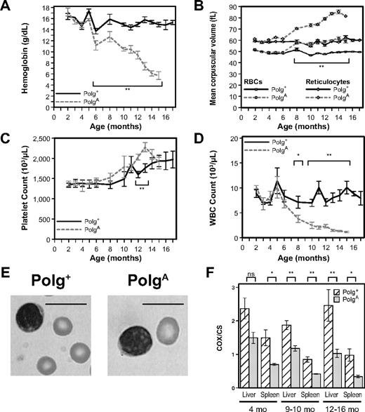 Figure 1. PolgA mice develop age-related macrocytic anemia and leukopenia associated with dysfunction of mitochondria isolated from both liver and spleen. (A-D) Peripheral-blood samples from both Polg+ and PolgA mice were analyzed from 2 to 17 months of age. Each point represents the mean ± SEM of Polg+ mice (n = 3-12, solid lines) and PolgA mice (n = 3-9, dotted lines). (A) Hemoglobin levels. (B) Mean corpuscular volume of all RBCs (□) and of reticulocytes only (◇). (C) Platelet count. (D) White blood cell (WBC) count. (E) Representative Wright-Giemsa–stained images of RBCs and lymphocytes from peripheral-blood smears of 15-month-old mice. Bars represent 10 microns. (F) The relative activity of the mtDNA-dependent mitochondrial enzyme cytochrome c oxidase (COX) was compared with that of the nuclear DNA-dependent mitochondrial enzyme citrate synthase (CS) in mitochondria isolated from the livers and spleens of both Polg+ and PolgA mice at the indicated ages. Each bar represents the mean ± SEM of mitochondria isolated from liver or spleen, respectively, of Polg+ mice (n = 3-6, cross-hatched) and PolgA mice (n = 3-5, gray) at the indicated age. *P < .05 (statistical significance) by Student t test; **P < .01
