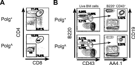 Figure 3. Abnormal lymphoid development in aging PolgA mice. Polg+ and PolgA mice were humanely killed for analysis at 9 to 13 months of age. Single-cell suspensions were prepared from thymus and bone marrow (BM), stained as indicated for each panel, and then incubated with the viability stain 4′,6-diamidino-2-phenylindole immediately before analysis. The individual graphs presented are representative of 5 independent experiments, in which a total of 6 PolgA and 5 Polg+ mice were analyzed. The percentages shown with each region represent the mean frequency of that population, as a percentage of viable singlet events, across all 4 experiments. *P < .05, **P < .01, as assessed by Student t test, for regions with statistically significant differences in frequency between genotypes. (A) Thymus: The mean frequencies of CD4+CD8+ (double-positive) cells (oval) and CD4−CD8− (double-negative) cells (rectangle) are shown. (B) Bone marrow: The mean frequencies of mature B cells (B220hiCD43−, top left region), immature B/pre B cells (B220intCD43−, bottom left region) and B220+CD43+ cells (oval), are presented. The B220+CD43+ region was further analyzed for expression of AA4.1 and CD19 (right panels). The mean frequency of B220+CD43+AA4.1+CD19+ pro-B cells as a percentage of viable singlet BM cells is presented.